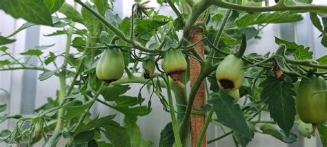 Help: tomatoes keep turning brown before ripening : r/gardening