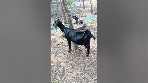 Goat Beautiful Beautiful Goat Farm Episode 664 । बकरी सुंदर सुंदर बकरी