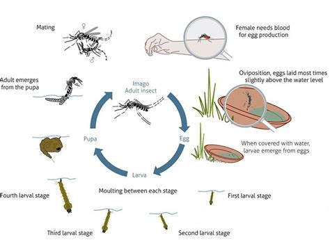 Dengue Fever Life Cycle