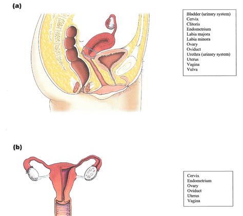 Answered: (a) Bladder (urinary system) Cervix Clitoris Endometrium