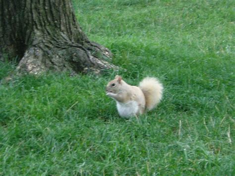 Blonde Squirrel Found In Washington DC R RealLifeShinies