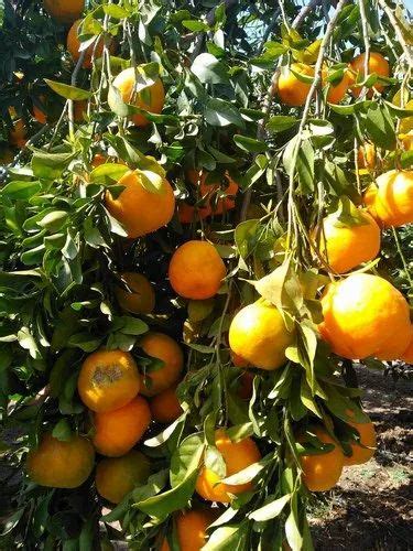 A Grade Maharashtra Fresh Orange Packaging Type 20 Kg Plastic Square