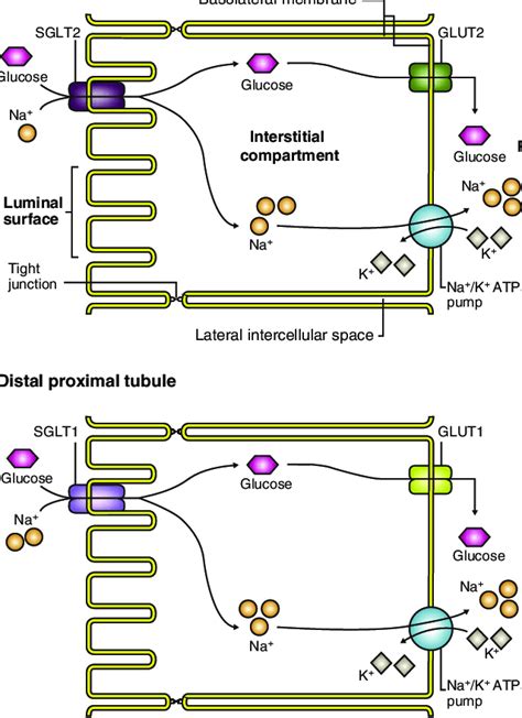 Sglts And Passive Gluts In The Proximal Renal Tubule Reprinted