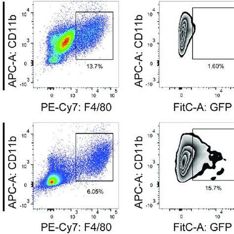 Phagocytosis Of Cfse Labeled A549 Cells By Pkh26 Labeled Bmdms Is