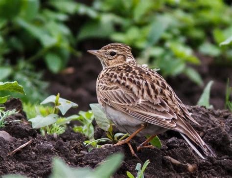 Le Conseil dÉtat siffle la fin des chasses traditionnelles aux oiseaux