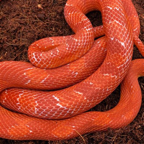 Confetti Corn Snake At Delisa Bernardo Blog