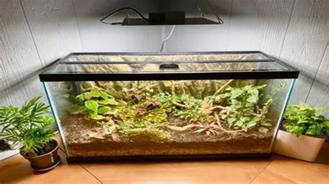 How To Convert An Aquarium Into A Terrarium A Step By Step Guide