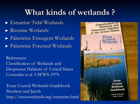 PPT - Oyster Habitat PowerPoint Presentation, free download - ID:1043471