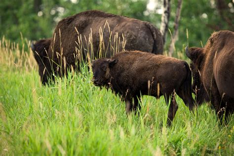 Plains Bison Conservation Herds | Sidney Blake Photography