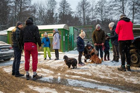 Z Tarnowskiego Azylu dla Zwierząt adoptowano ponad sto psów Teraz