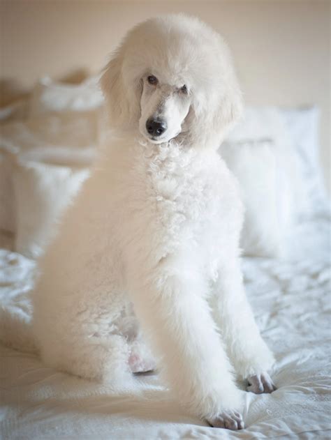 White Standard Poodle Puppy