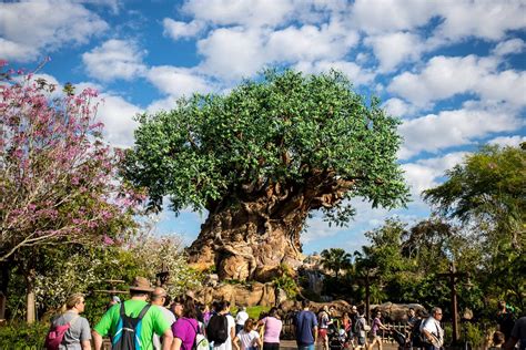 visit disney animal kingdom park  orlando florida