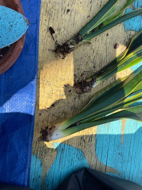 can snake limping naturally 8