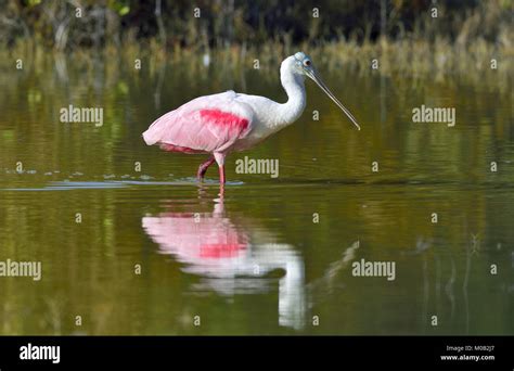 The Roseate Spoonbill Platalea Ajaja Sometimes Placed In Its Own