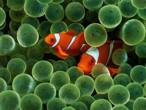 wallpapers themes group