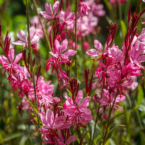 Gaura Gaudi Red Entretien Agencement De Jardin Aux Meilleurs Prix