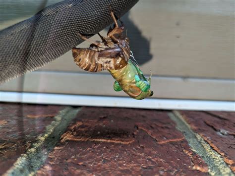 The emergence! : r/insects