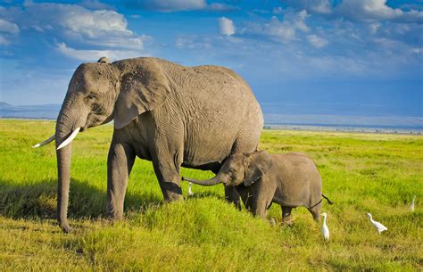 large animals   vulnerable  human expansion earthcom