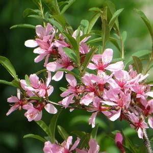 Миндаль степной купить в питомнике растений, доставка по Москве ...