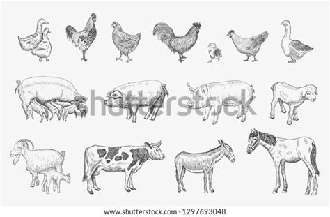 Farm Animals Set Vector Sketches Hand Stock Vector (Royalty Free) 1297693048 | Shutterstock