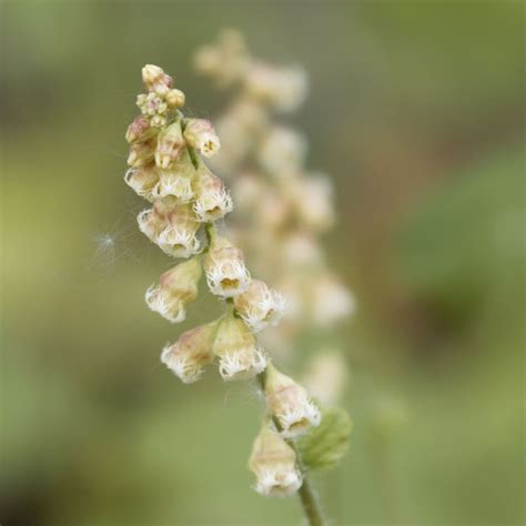 Tellima Grandiflora Mijterloof Vaste Tuinplanten