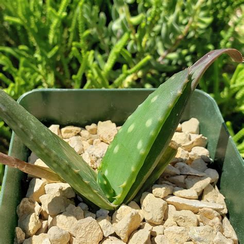 Shop For Aloe Marlothii Sinkatana Succulent Online Planet Desert