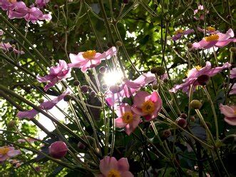 wild roses stock photo