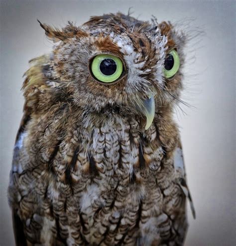 beautiful-wildlife: Baby Screech Owl by Sandy... - My Utopian Mind