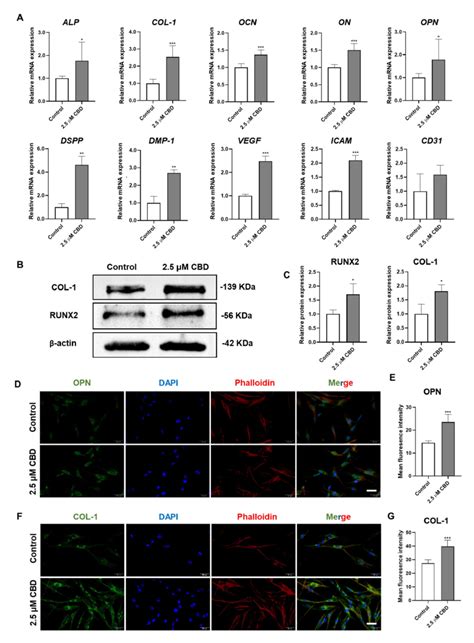 CBD Upregulates The Expression Of Osteogenic Odontogenic And Angiogenic