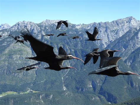 After a 400-Year Absence, A Rare Ibis Returns to European Skies - Yale E360