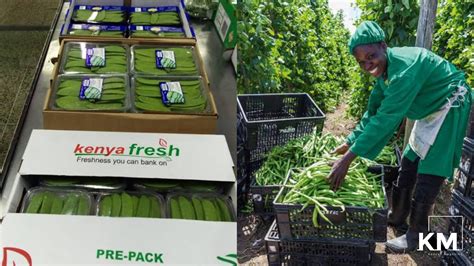 5 Best Licensed French Beans Horticultural Exporters In Kenya