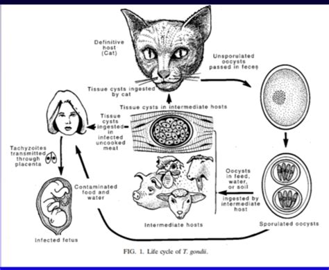 Toxoplasma Gondii Flashcards Quizlet