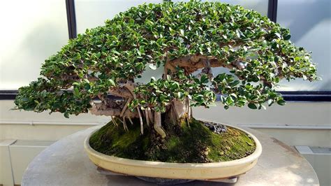 Ficus Bonsai Tree Youtube