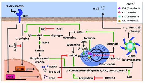 Regulation Of Nlrp3 Inflammasome Activity By Cellular Metabolic