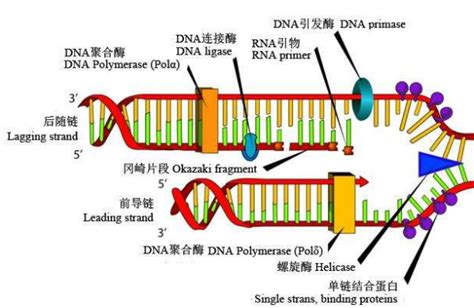 DNA连接酶与DNA聚合酶的三个区别 公司新闻 丁香通