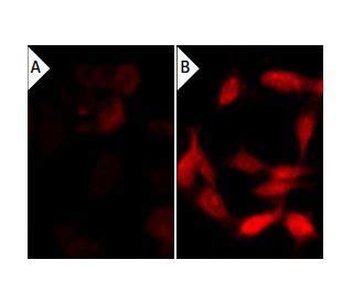 NSC 95397 | CAS 93718-83-3 | SCBT - Santa Cruz Biotechnology