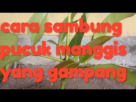 Cara Sambung Pucuk Manggis Yang Gampang YouTube