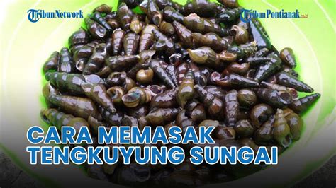 Proses Memasak Tengkuyung Sungai Ala Rumahan Di Sanggau Youtube