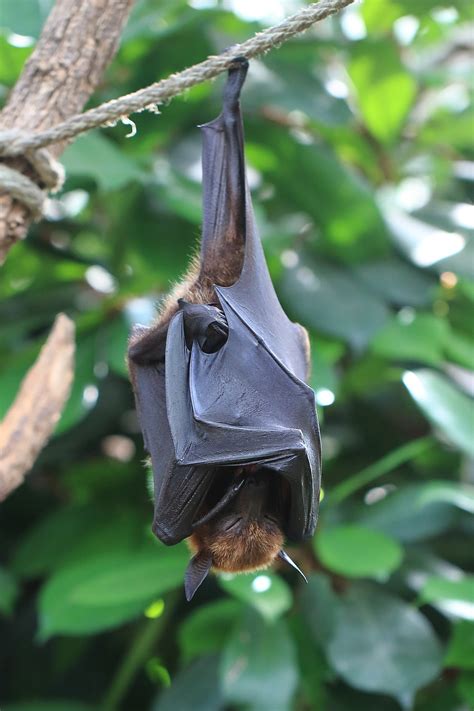 Large flying fox - Wikipedia