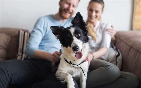 10 Animais de Estimação Pequenos e Fáceis de Cuidar | KuantoKusta