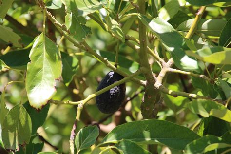 ¿Por qué el precio de la palta está por las nubes? - Greenpeace Chile