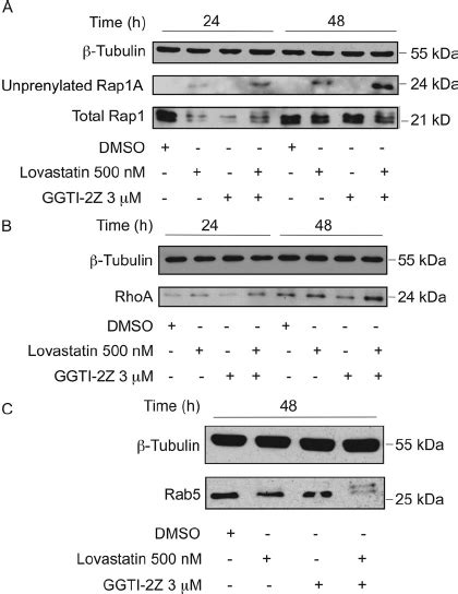 Inhibition Of Prenylation In Sts 26t Cells By Ggti 2zlovastatin