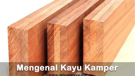 Kayu Kamper