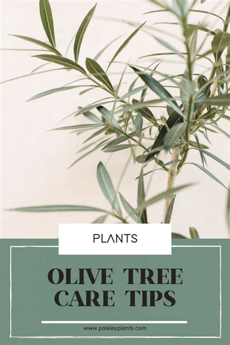 How to Care for Your Olive Tree - Paisley Plants