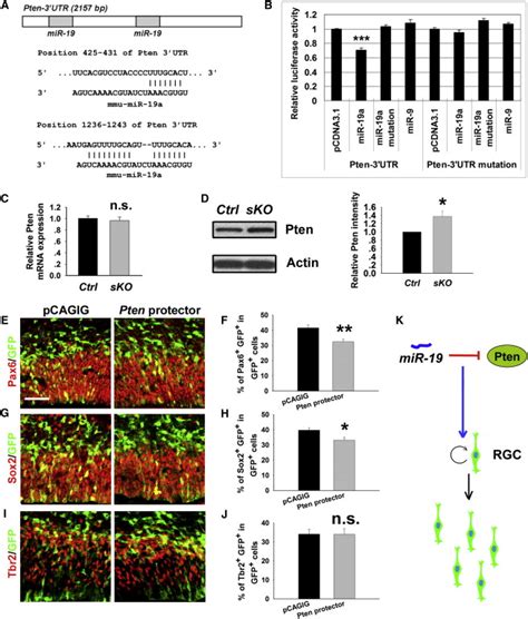 Microrna Cluster Mir 17 92 Regulates Neural Stem Cell Expansion And Transition To Intermediate