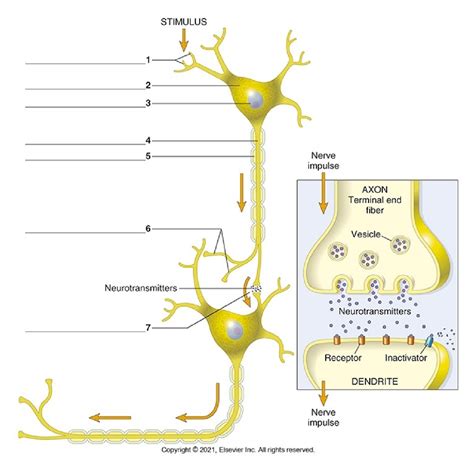 chapter  neurons nerves  glial cells diagram quizlet