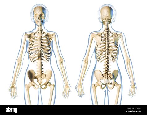 Tendencia histórico China huesos del cuerpo humano hombre y mujer