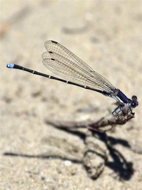 BirdsEye Photography: Review Photos