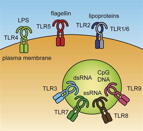 Chemical Tools For Studying Tlr Signaling Dynamics Cell Chemical Biology