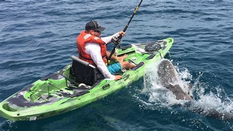 Watch Shark Flip Over Kayaker Cnn Video